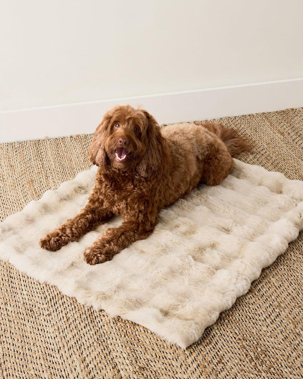 CREAM FAUX FUR PET THROW BLANKET | Talbots for sale