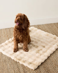 CREAM FAUX FUR PET THROW BLANKET | Talbots for sale