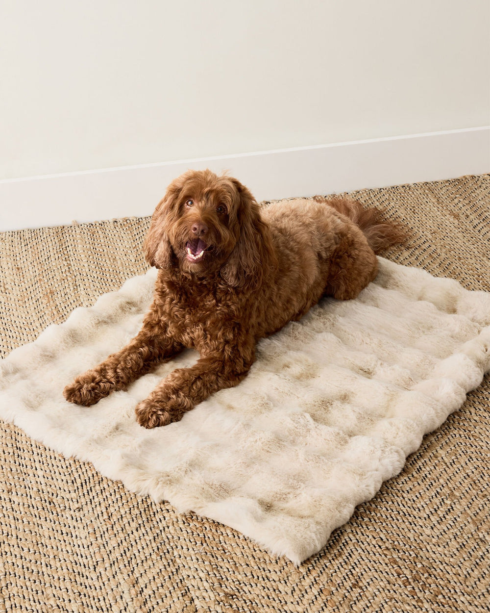 CREAM FAUX FUR PET THROW BLANKET | Talbots discount