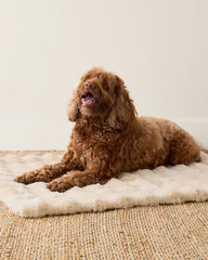 CREAM FAUX FUR PET THROW BLANKET | Talbots for sale